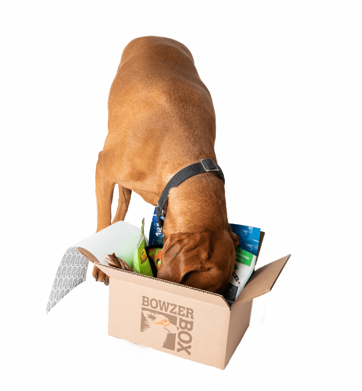 Dog looking in a Bowzer Box