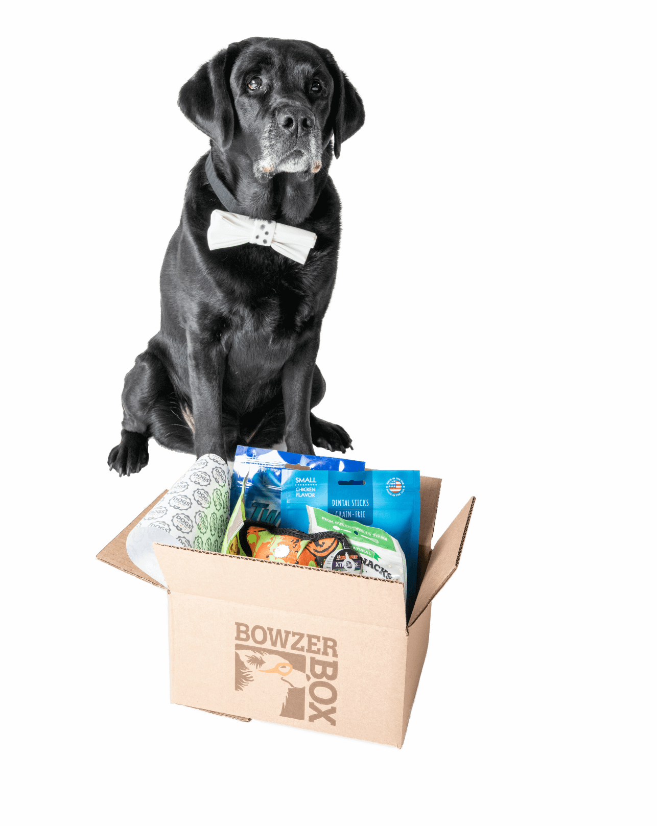 Happy dog with Bowzer Box