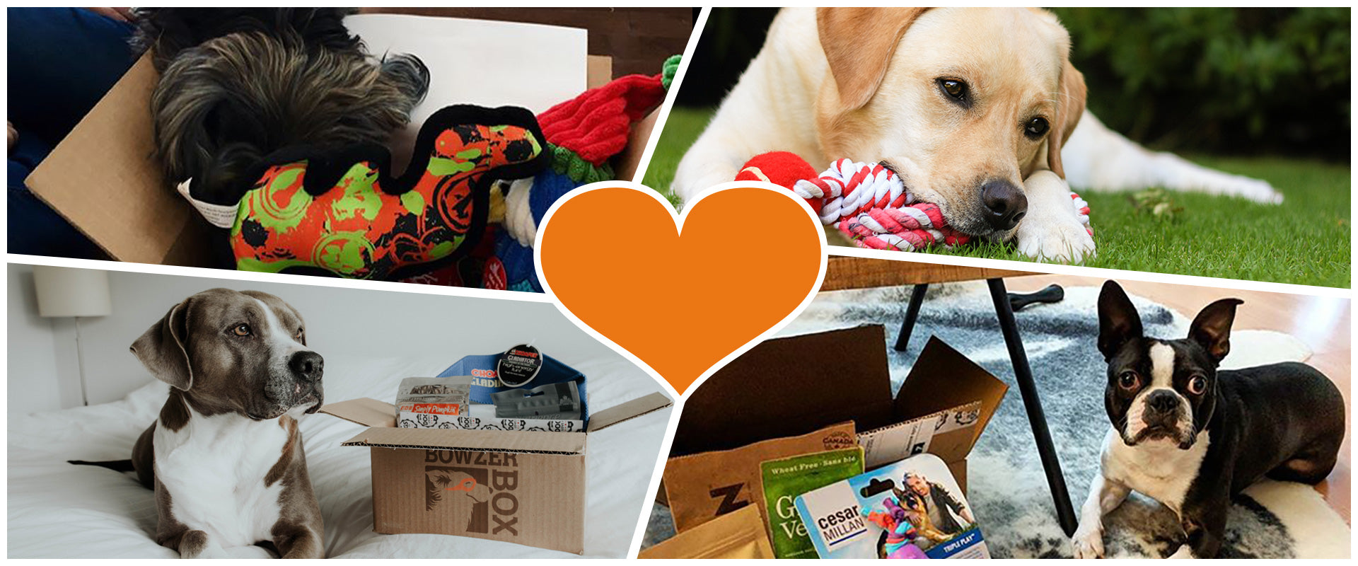 A collage of dogs playing with their Bowzer Box of goodies